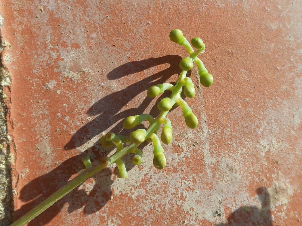 Fumaria flabellata / Fumaria a ventaglio